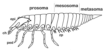 Arachnida ancestor