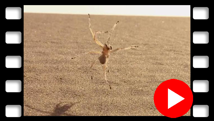 video Cartwheel Spider