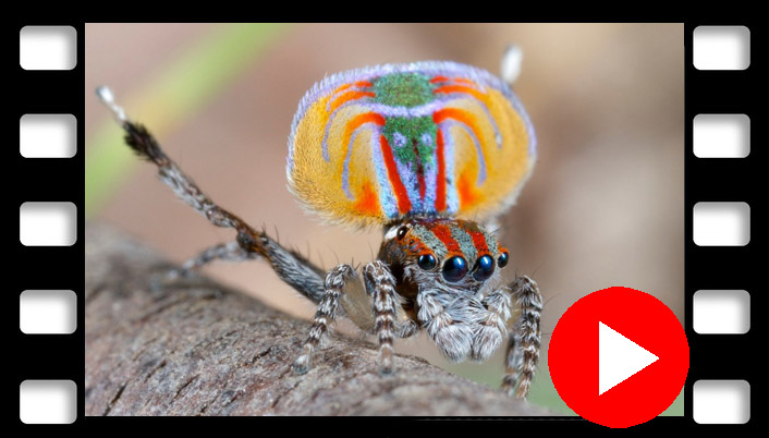 video peacock spider