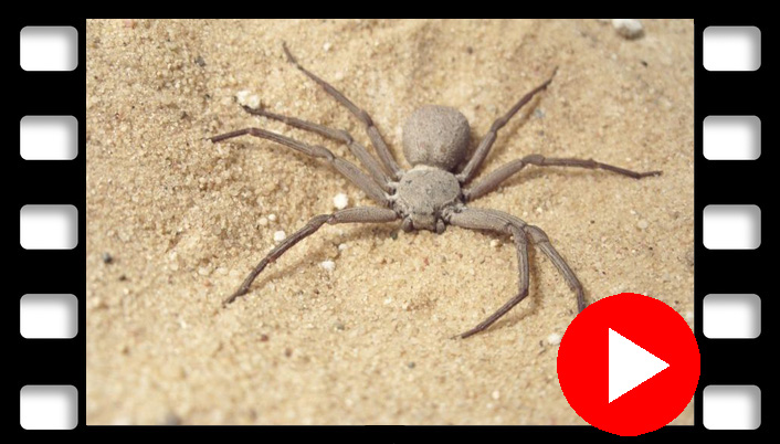 video Six-Eyed Sand Spider