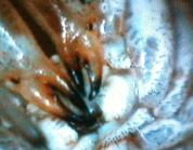 Opiliones chelicerae