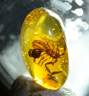 pseudoscorpion in amber