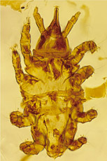 Nasutiacaridae
